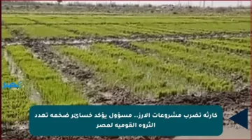 كارثة تضرب مشروعات الأرز.. مسؤول يؤكد خسائر ضخمة تهدد الثروة القومية لمصر